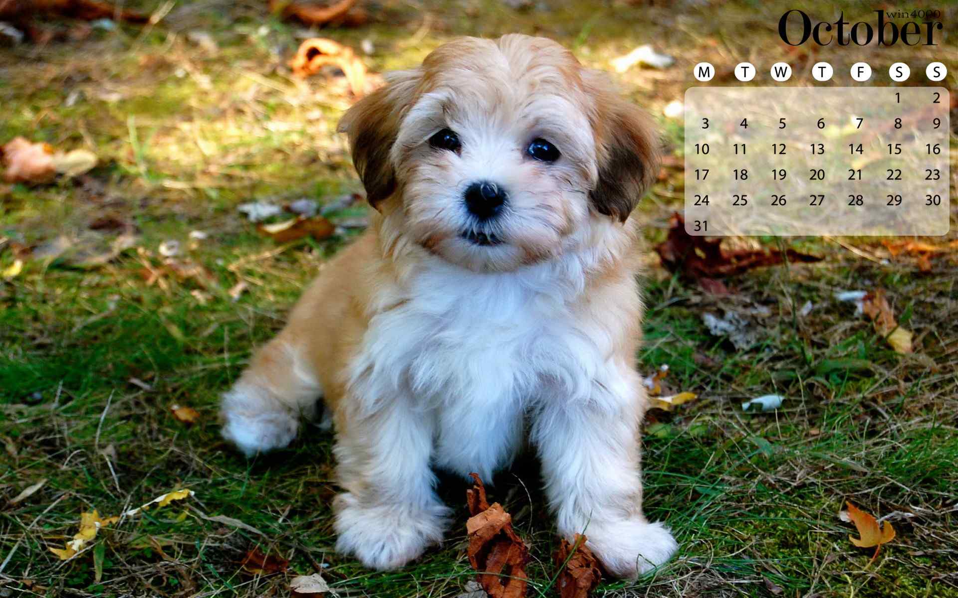 2016年10月日历可爱动物桌面壁纸图片下载