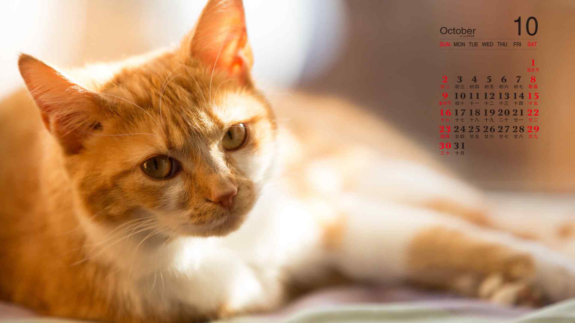 2016年10月日历可爱呆萌小猫咪桌面壁纸
