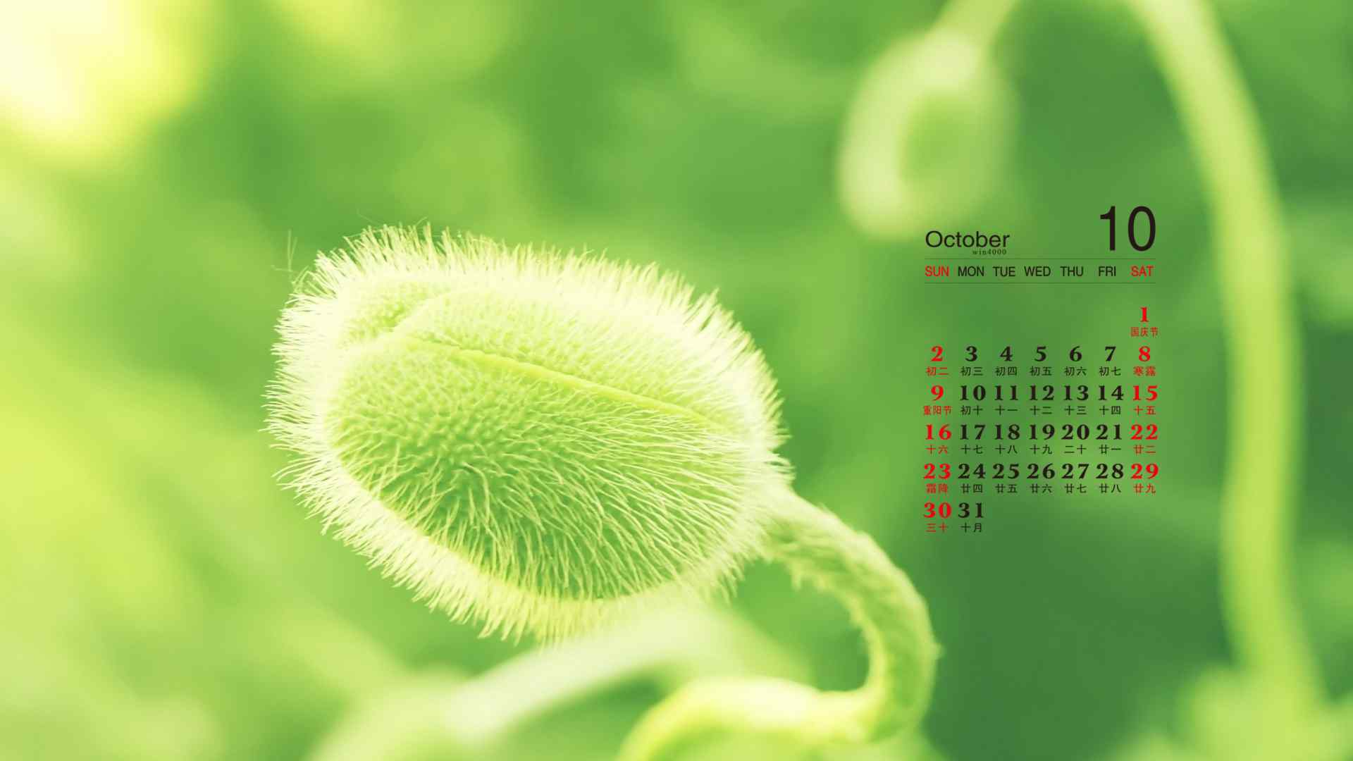 2016年10月日历小清新植物电脑桌面壁纸