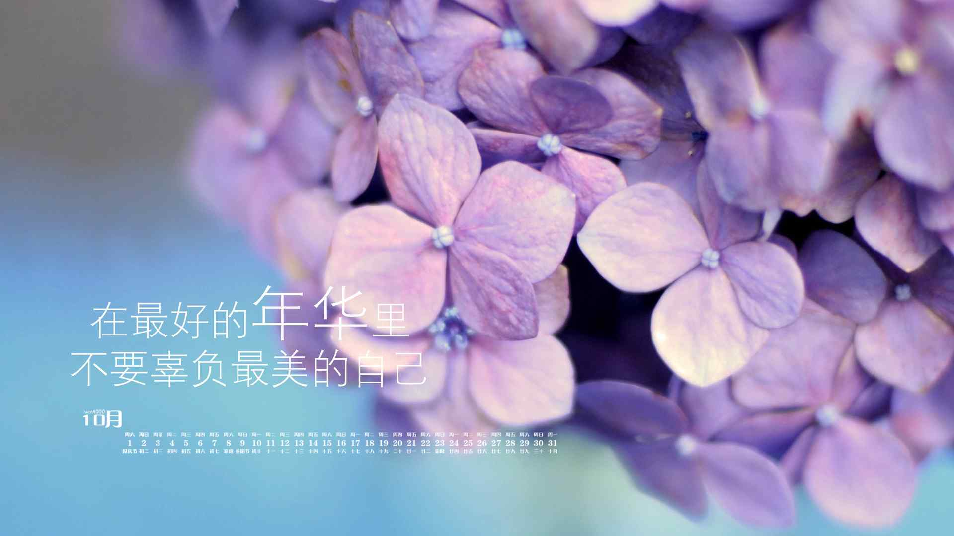 2016年10月日历阳光清新花朵植物电脑桌面壁纸