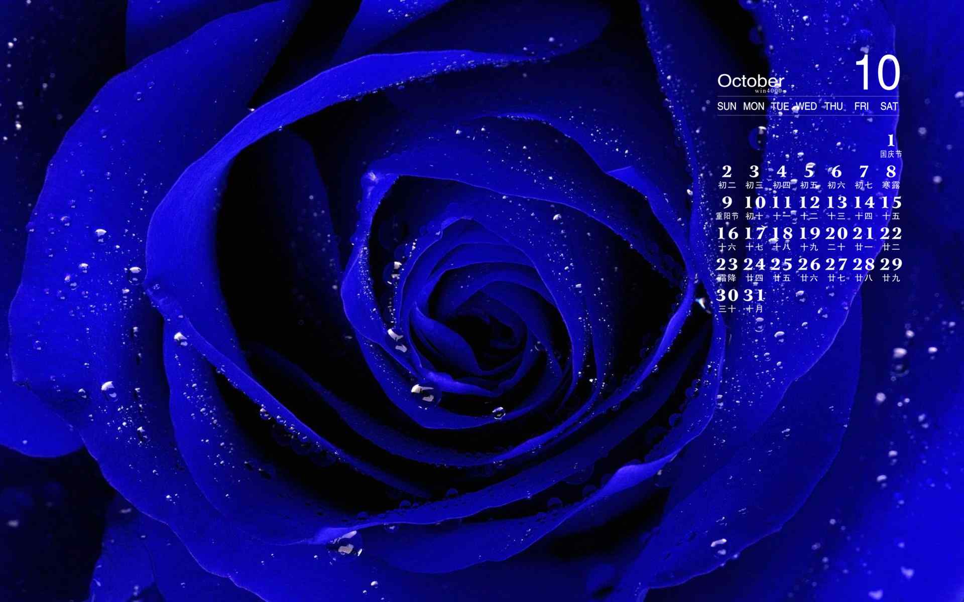 2016年10月日历魅惑蓝色玫瑰花奇迹花语电脑桌面壁纸