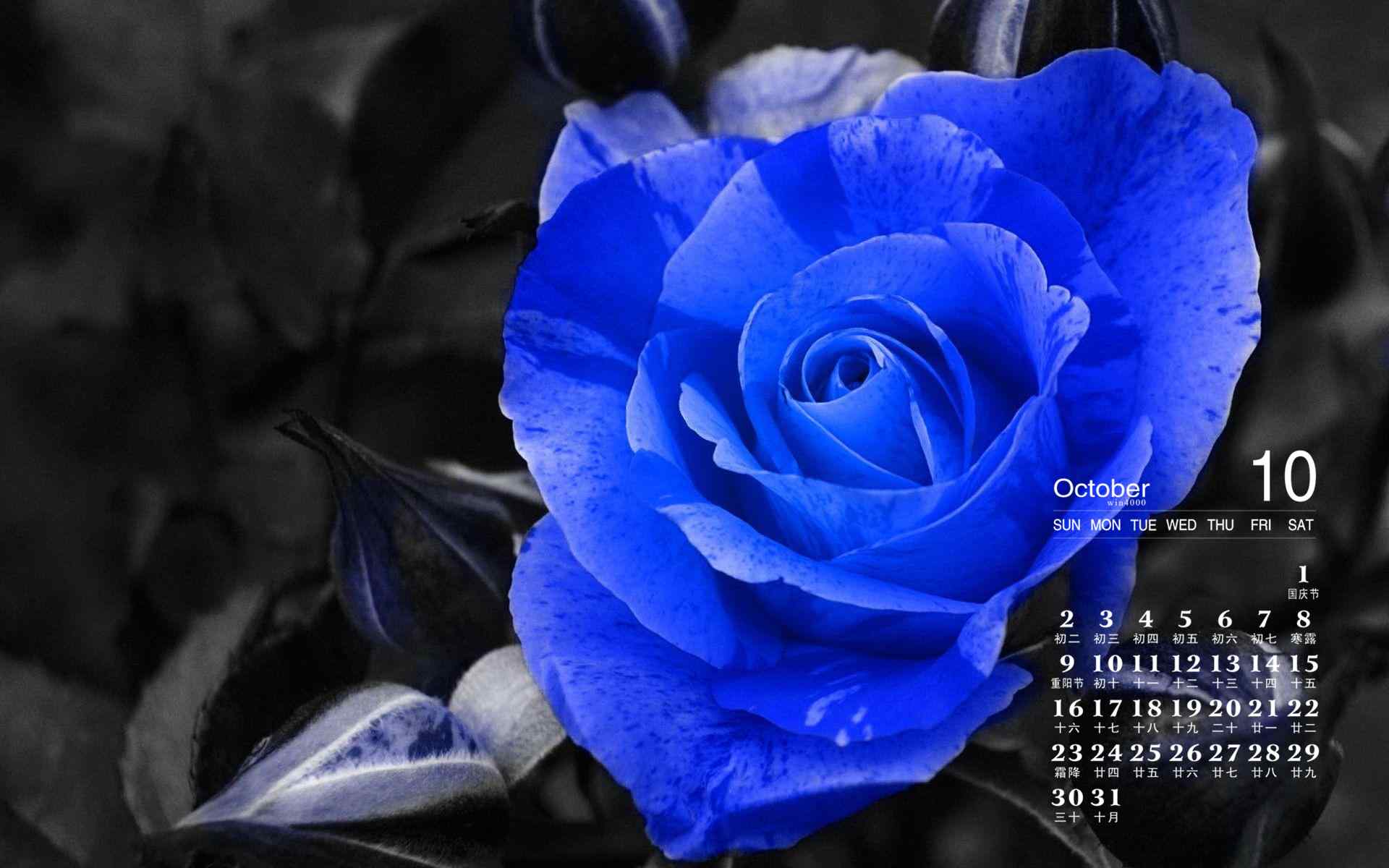2016年10月日历魅惑蓝色玫瑰花奇迹花语电脑桌面壁纸
