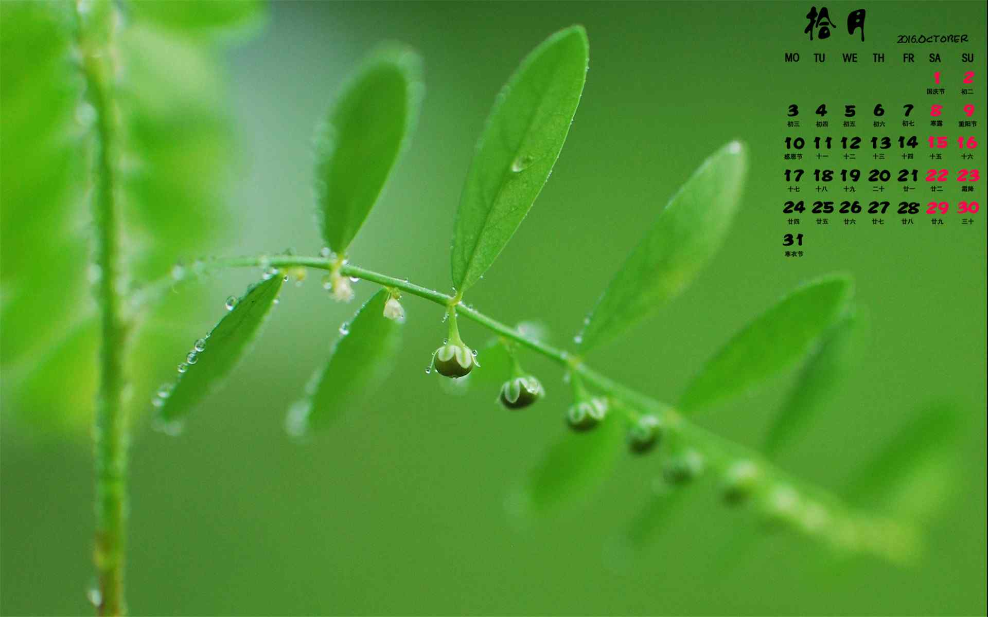 2016年10月日历小清新植物绿色护眼壁纸图片下载