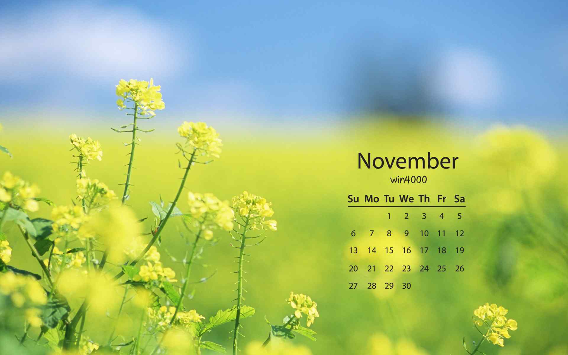 2016年11月日历油菜花清新风景桌面壁纸