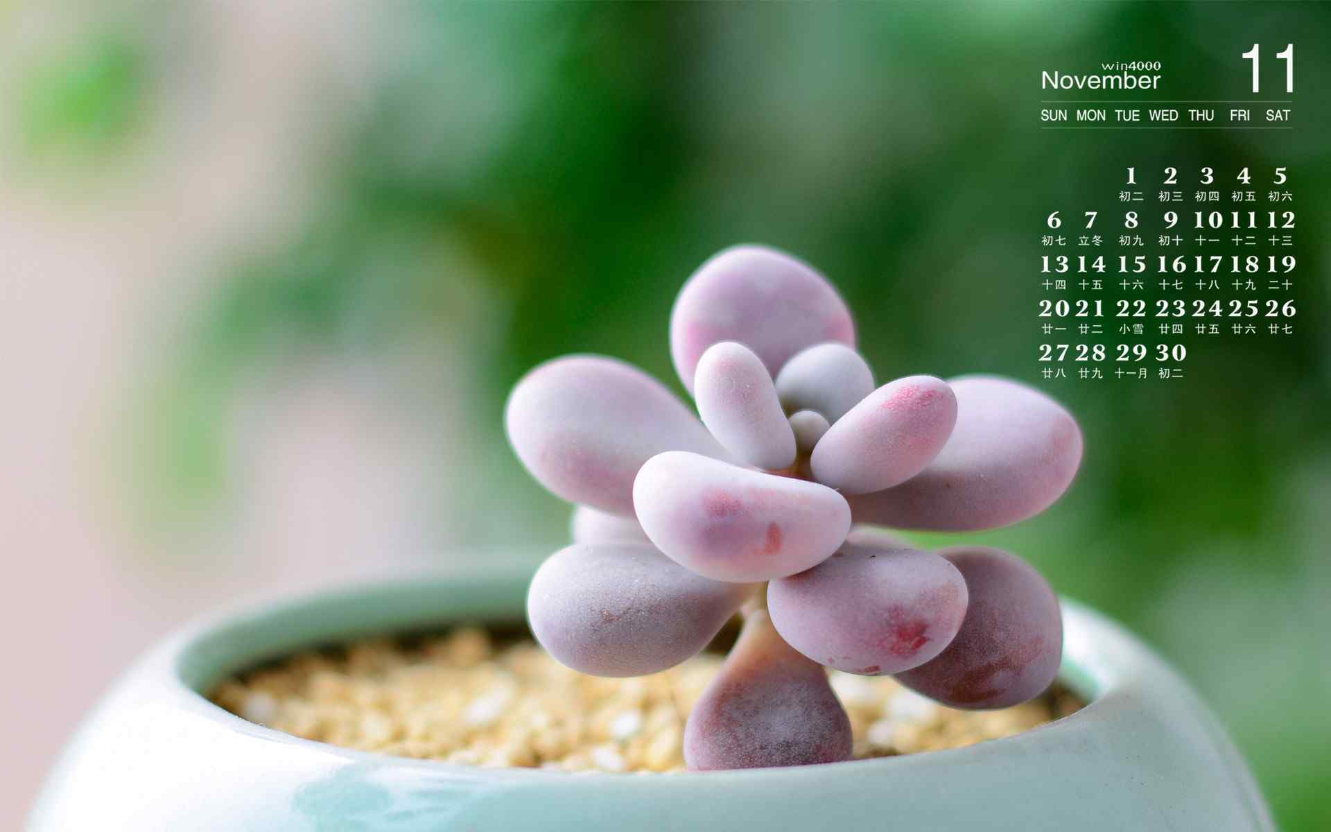 2016年11月日历小清新植物图片电脑桌面壁纸