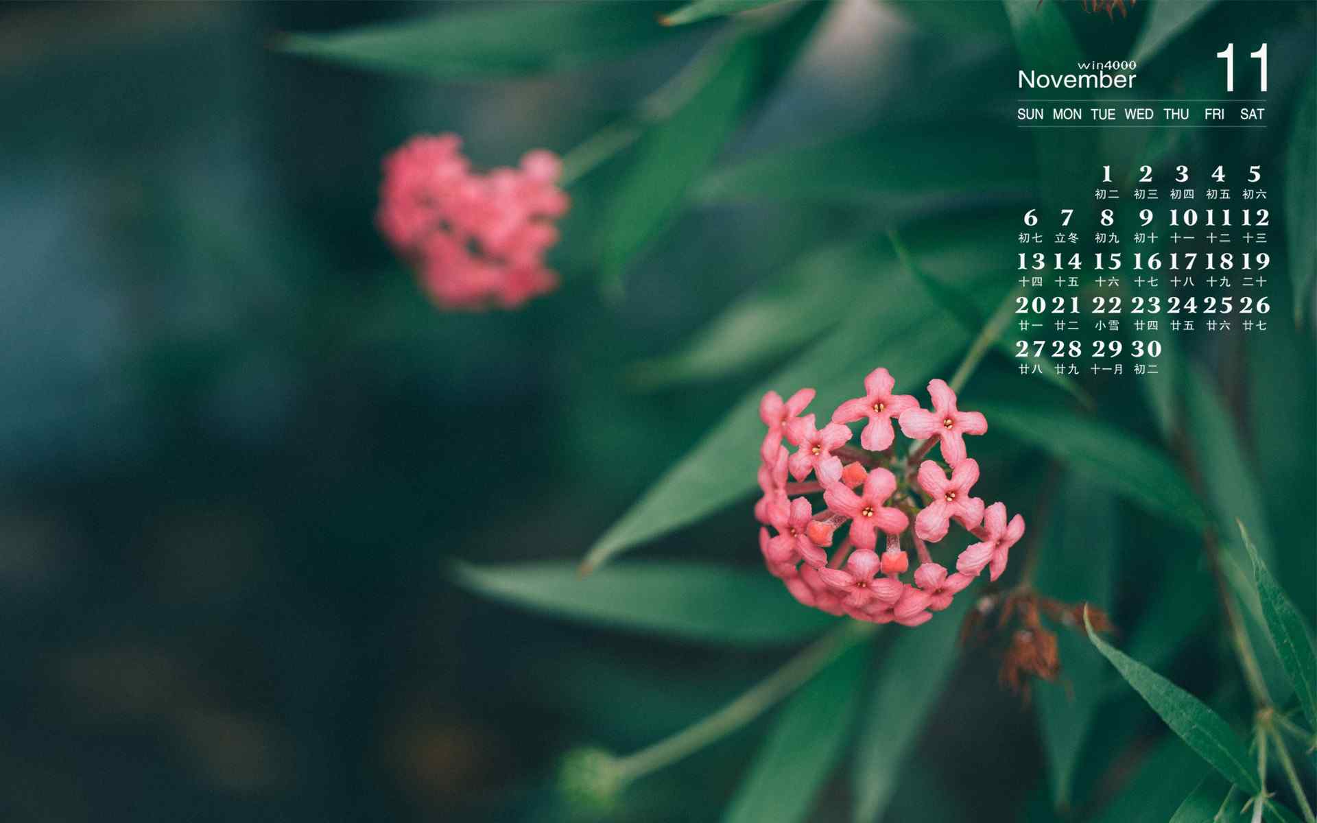 2016年11月日历小清新植物图片电脑桌面壁纸