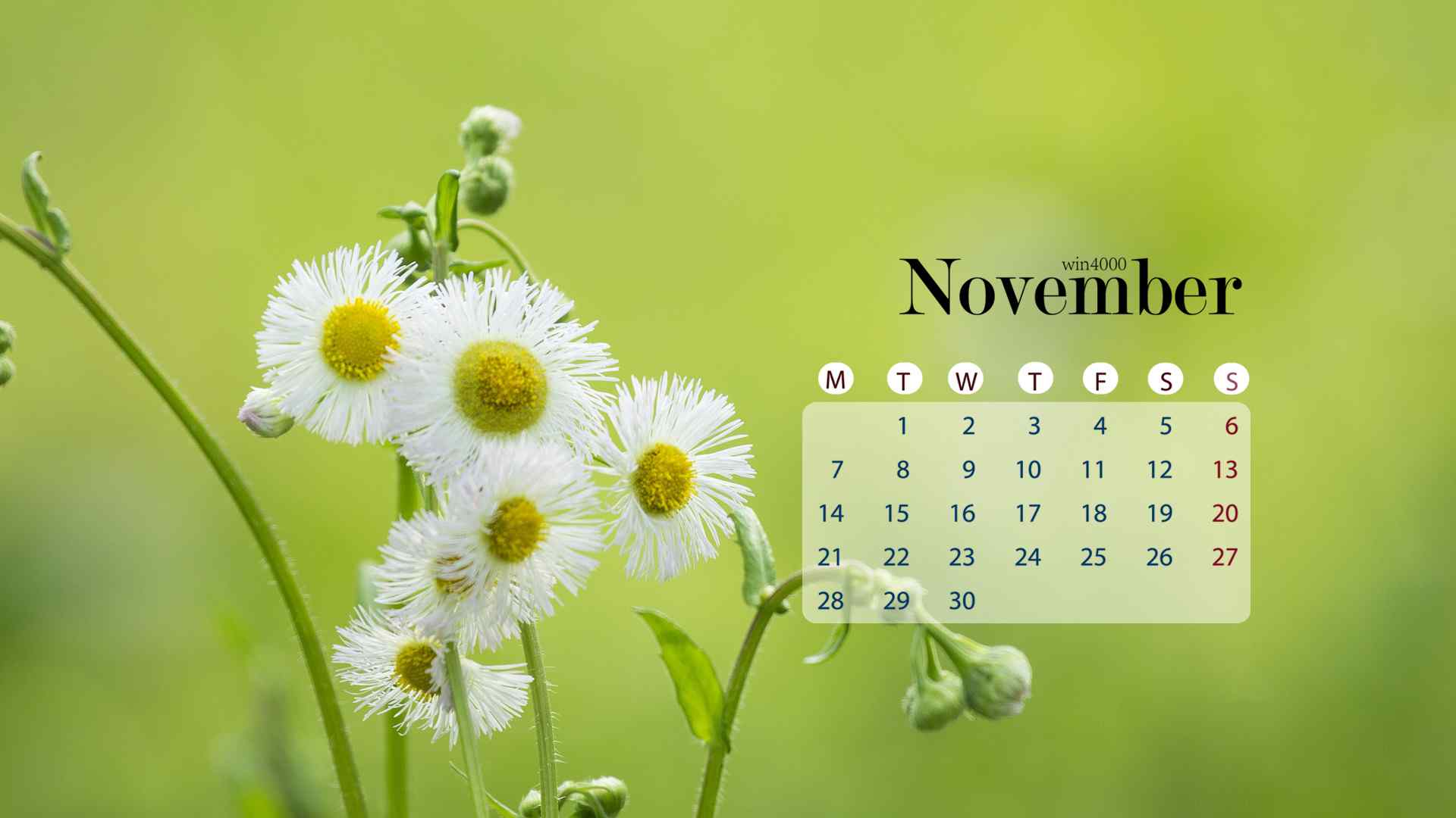 2016年11月日历清新好看的植物花卉桌面壁纸第二辑