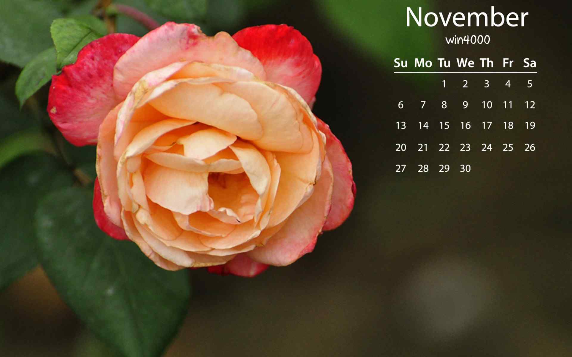 2016年11月日历清新简约的月季花护眼图片壁纸下载