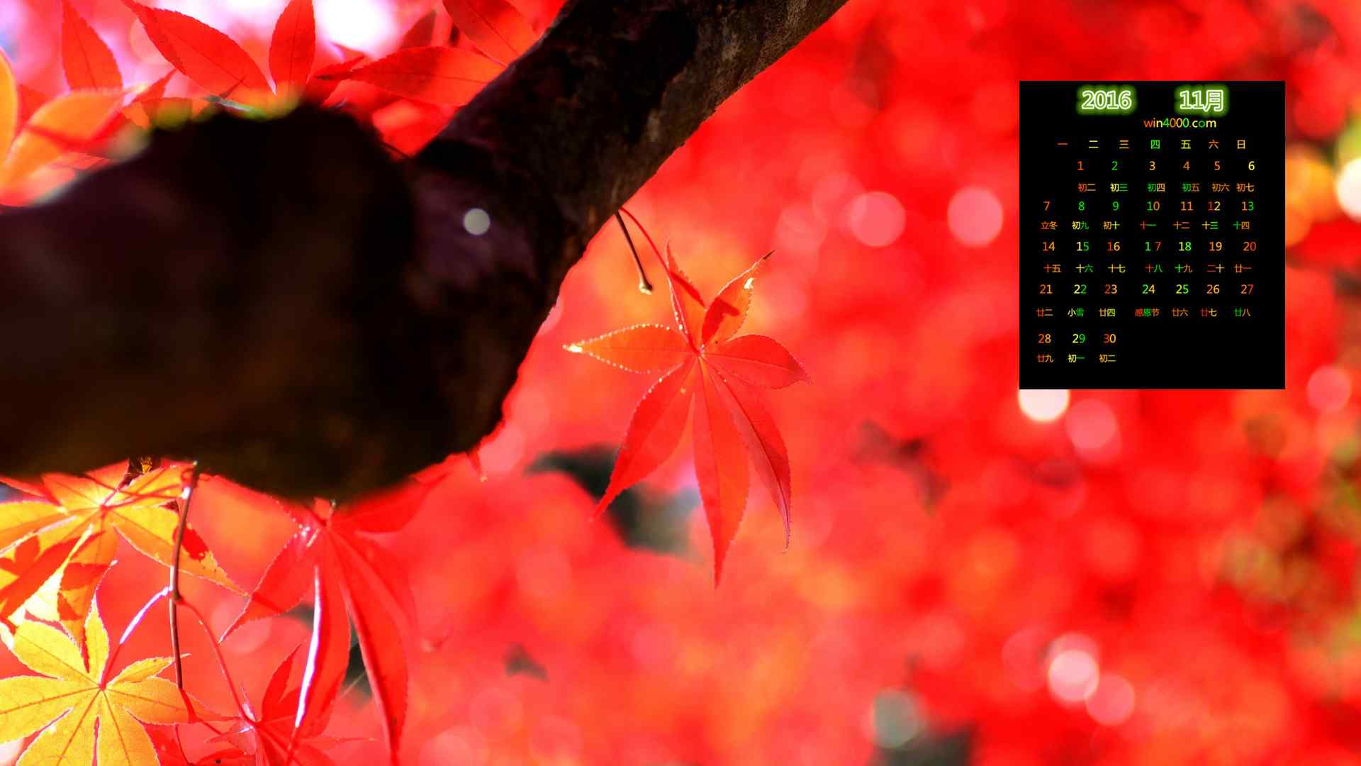 2016年11月日历秋天的红色枫叶高清风景图片壁纸下载