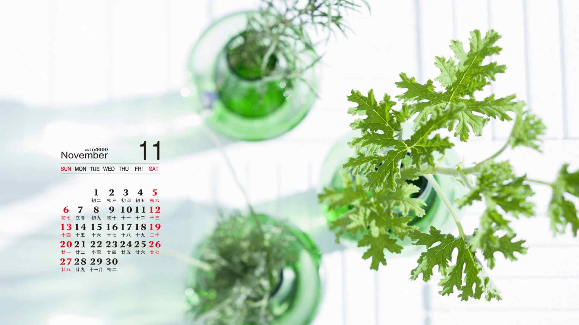 2016年11月日历小清新绿色室内盆栽植物图片