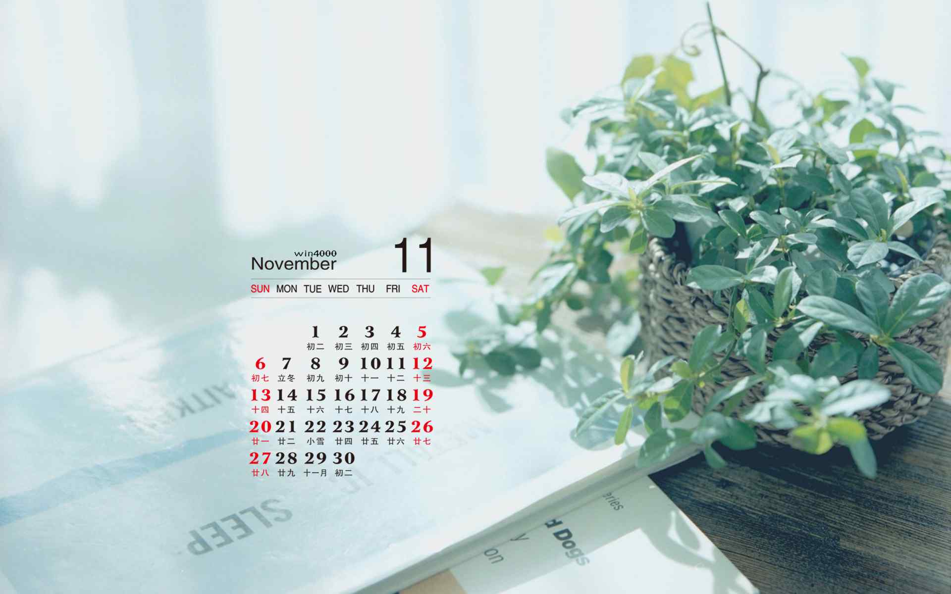 2016年11月日历绿色的盆栽小植物图片高清电脑壁纸