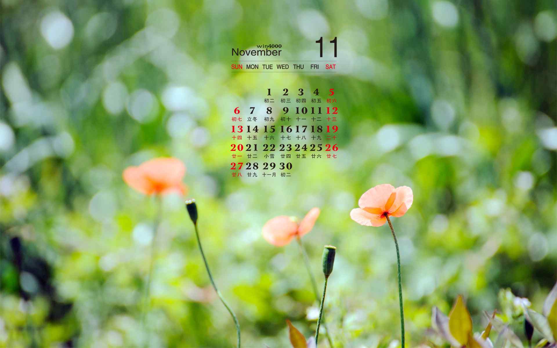 2016年11月日历好看的花卉植物图片高清电脑壁纸