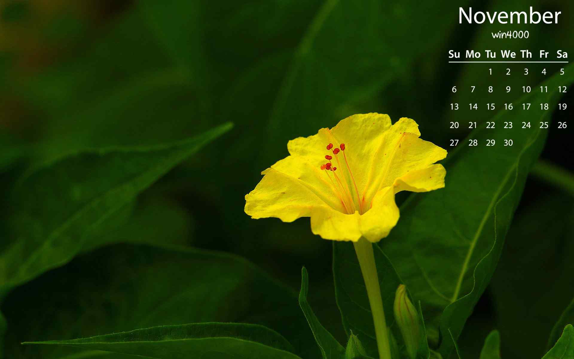2016年11月日历清新植物花卉图片高清壁纸