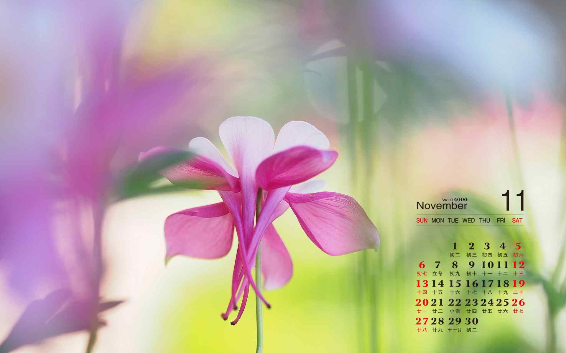 2016年11月日历自然花卉植物风景图片高清壁纸