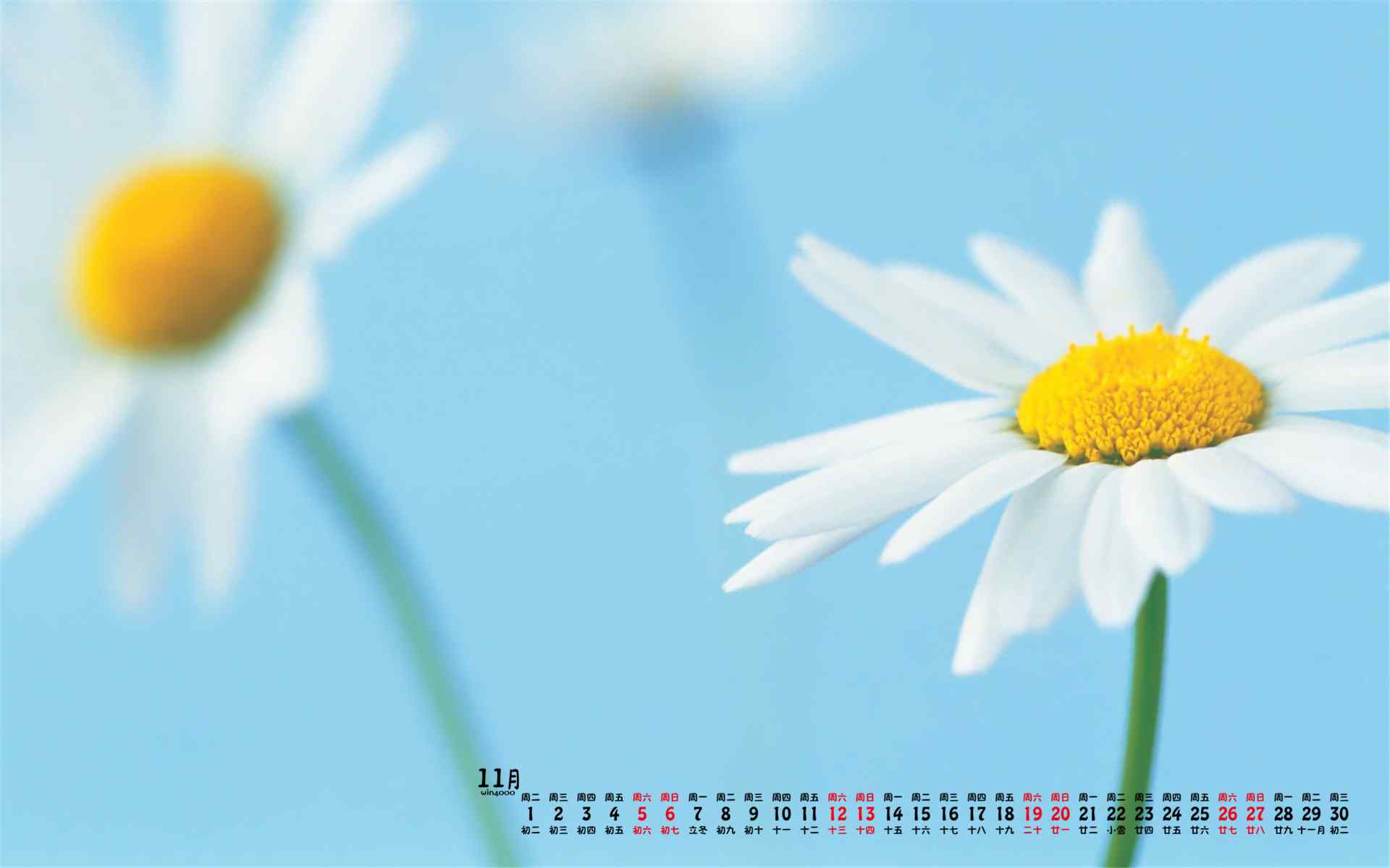 2016年11月日历小清新花卉植物图片高清壁纸