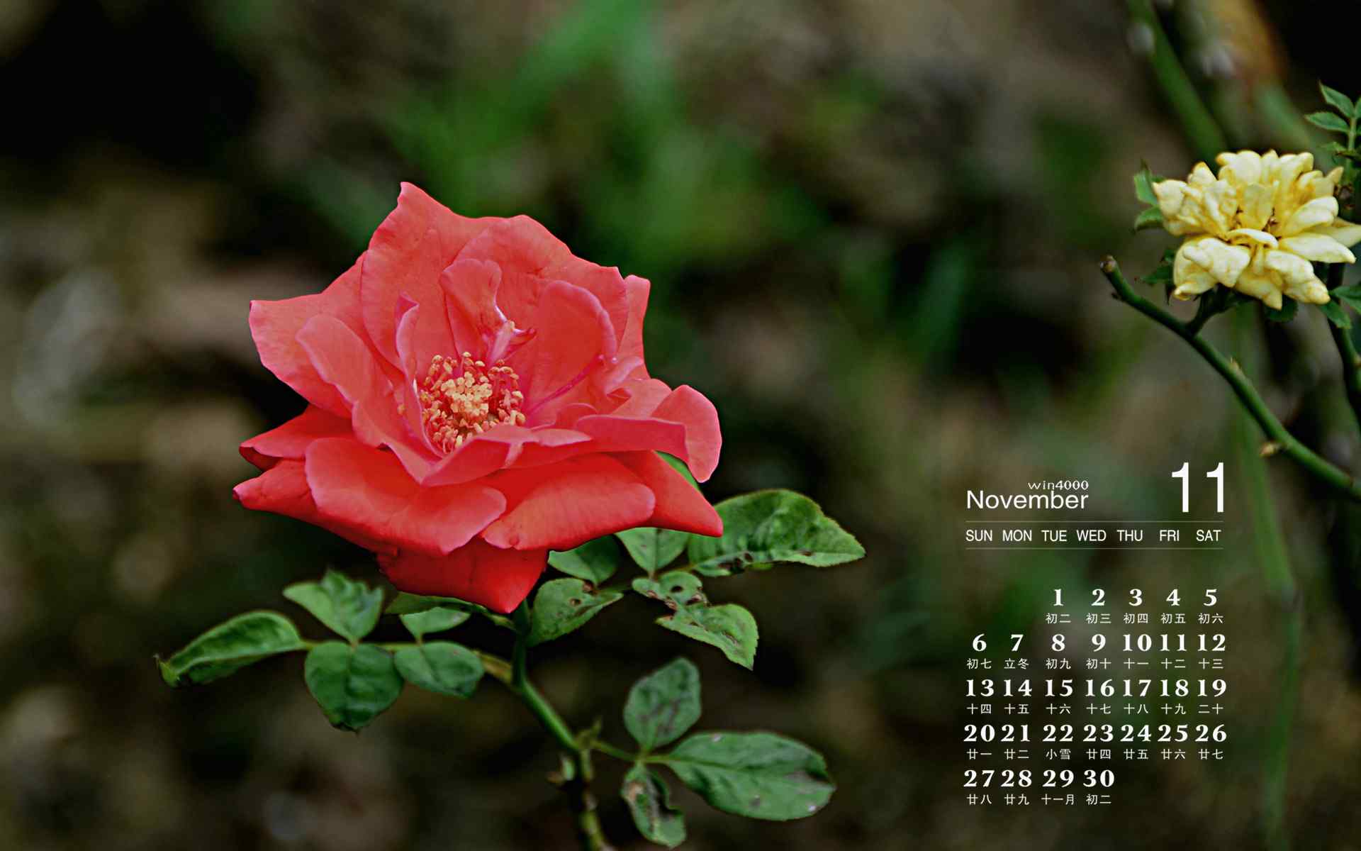 2016年11月日历清新小花植物图片高清壁纸