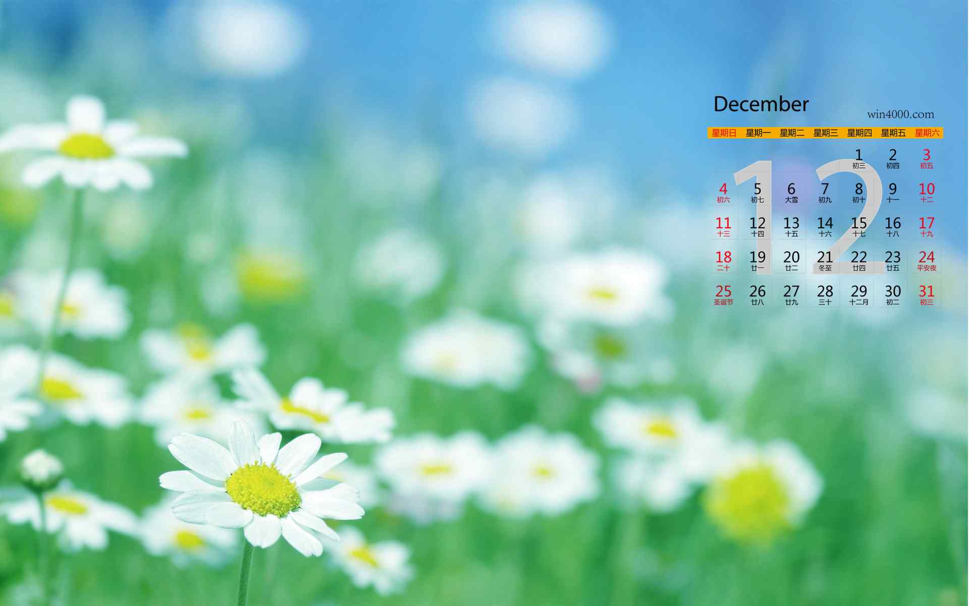 2016年12月日历清新自然植物花卉桌面壁纸
