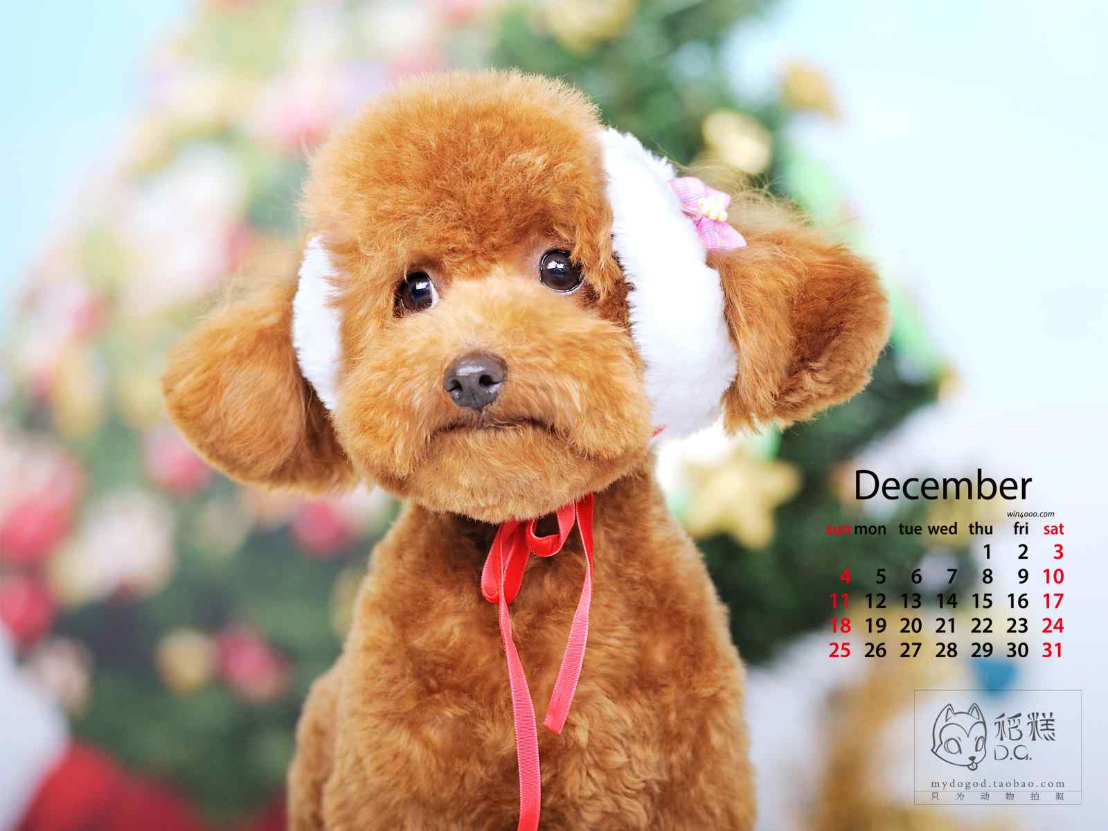 2016年12月日历可爱呆萌的泰迪狗高清电脑桌面壁纸