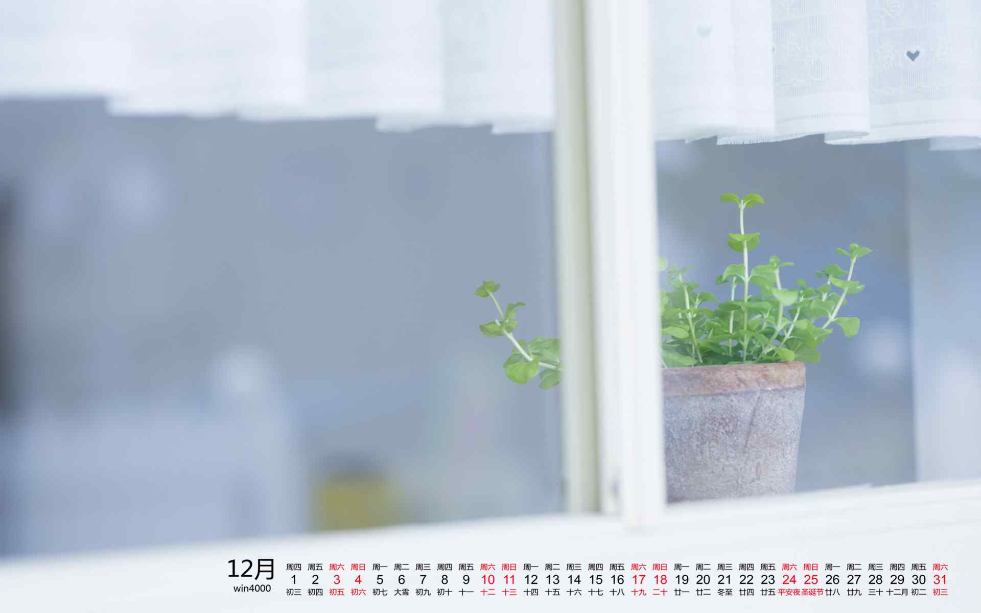2016年12月日历小清新室内绿色盆栽图片桌面壁纸