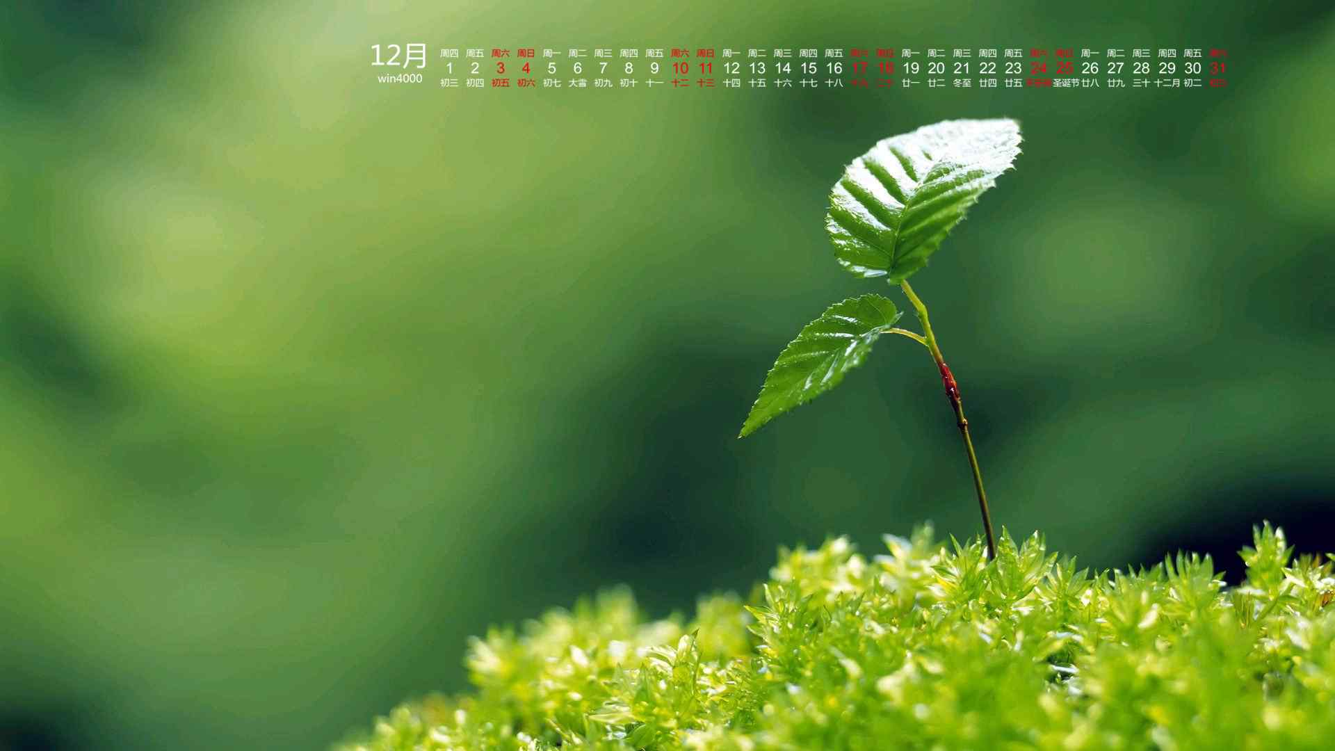 2016年12月日历清新绿色的小植物护眼桌面壁纸