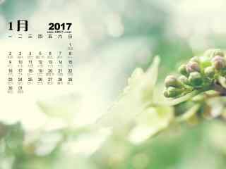 2017年1月日历小清新护眼植物桌面壁纸