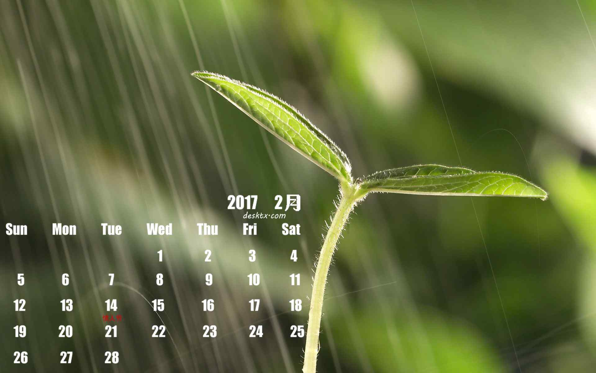 2017年2月日历好看的植物图片壁纸