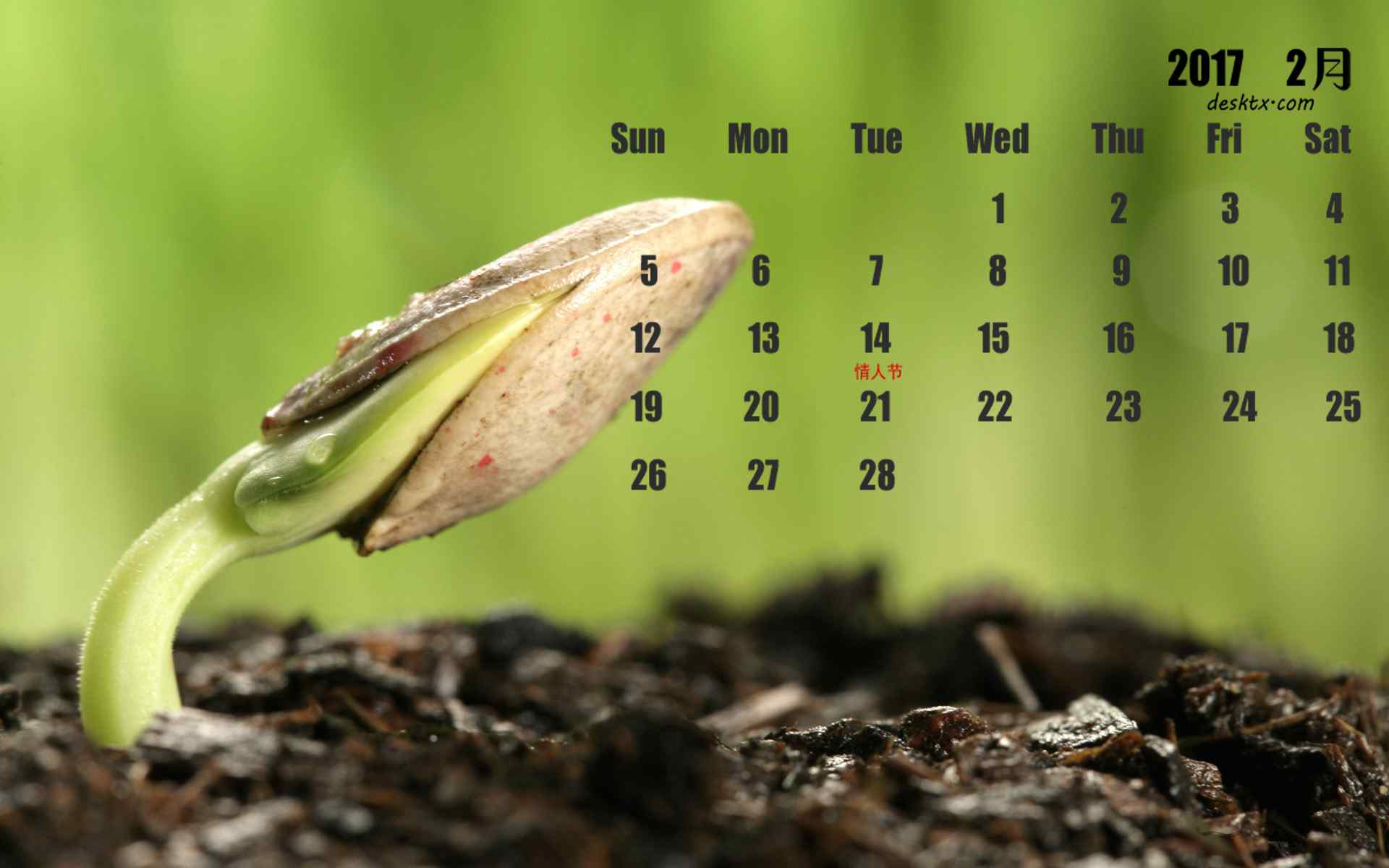 2017年2月日历植物发芽图片壁纸