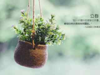 立春节气壁纸之小清新绿色盆栽