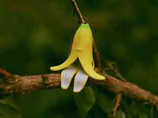 树枝上的香蕉皮创