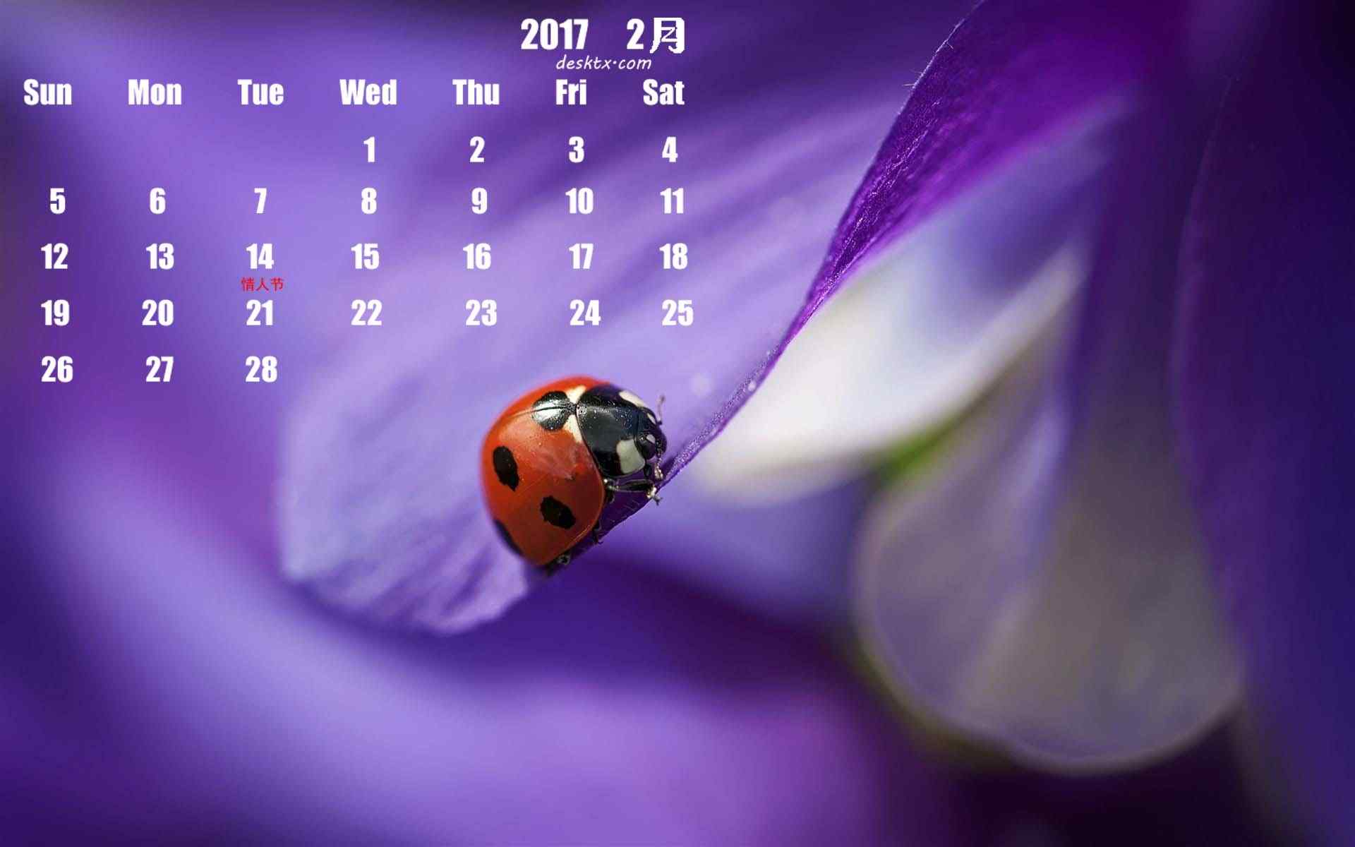 2017年2月可爱瓢虫与植物壁纸
