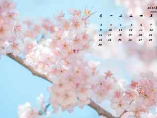 2017年4月日历唯美樱花图片壁纸
