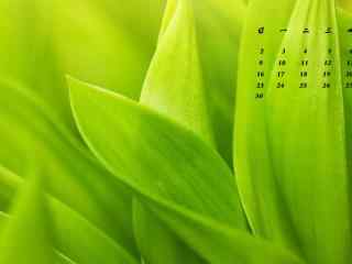 2017年4月日历小清新绿色植物护眼壁纸