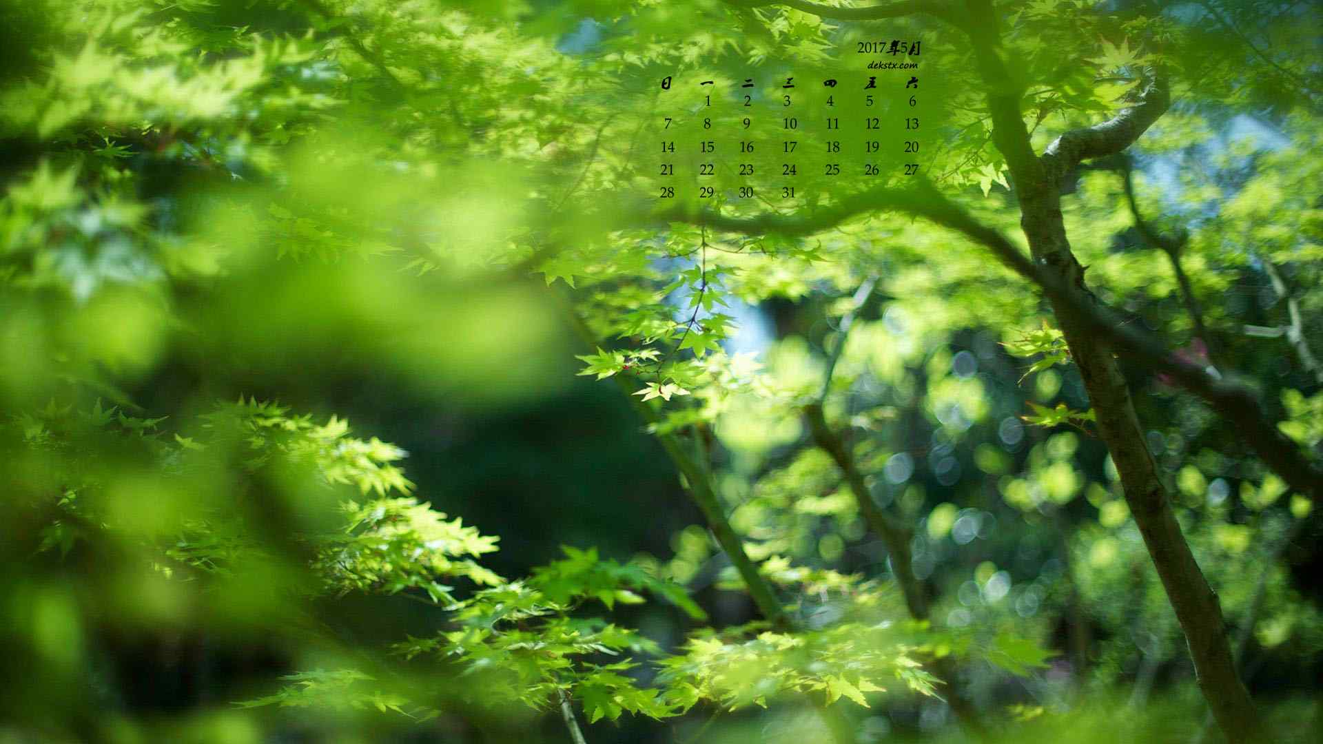 2017年5月绿色树林护眼日历壁纸