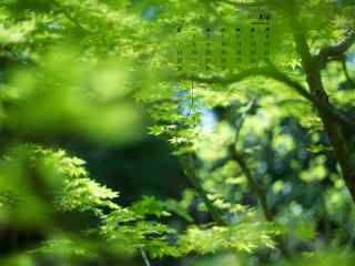 2017年5月绿色树林护眼日历壁纸