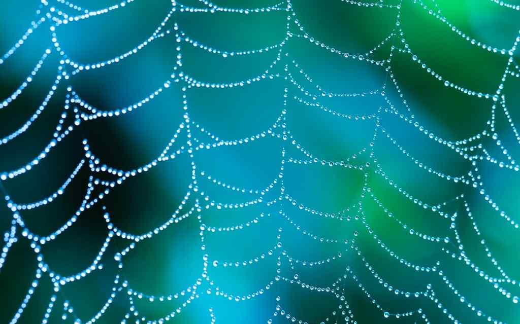蜘蛛网与水珠唯美桌面壁纸