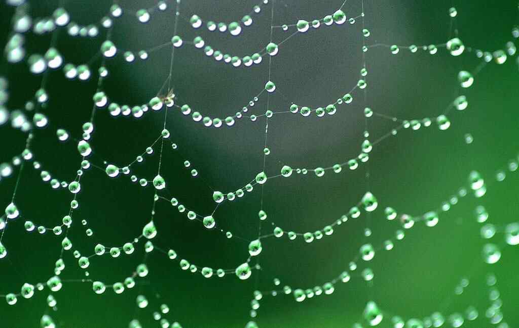 蜘蛛网与水珠唯美图片壁纸