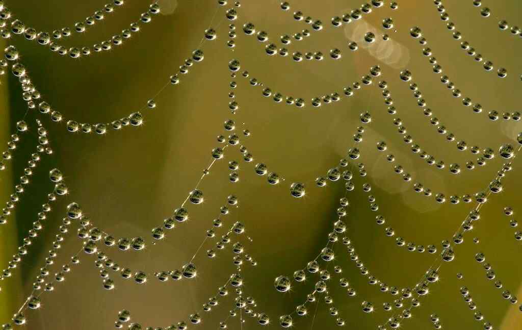 蜘蛛网与水珠设计素材图片壁纸