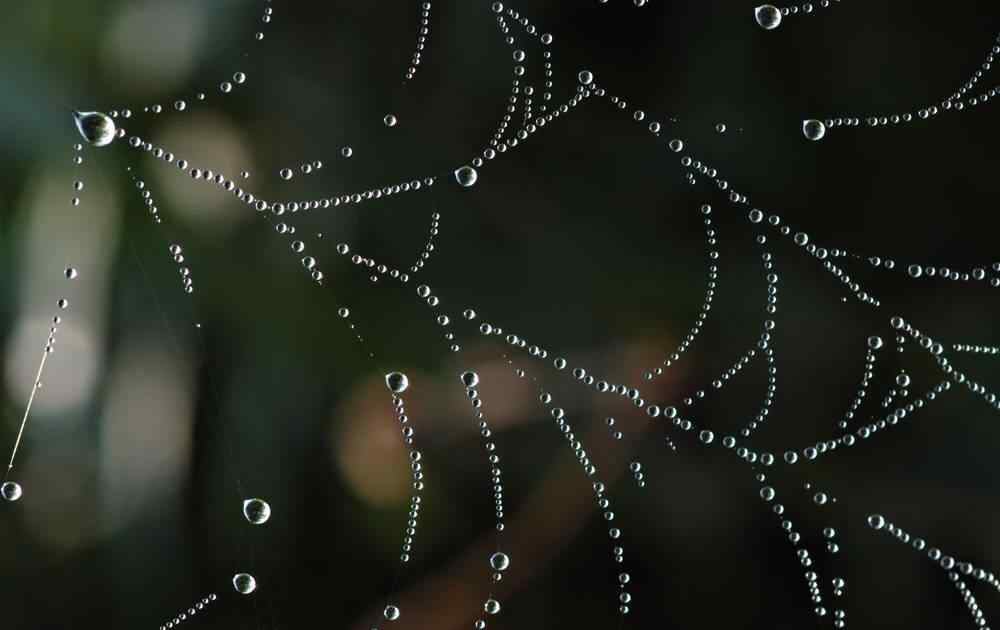 唯美的蜘蛛网与水珠设计图片壁纸