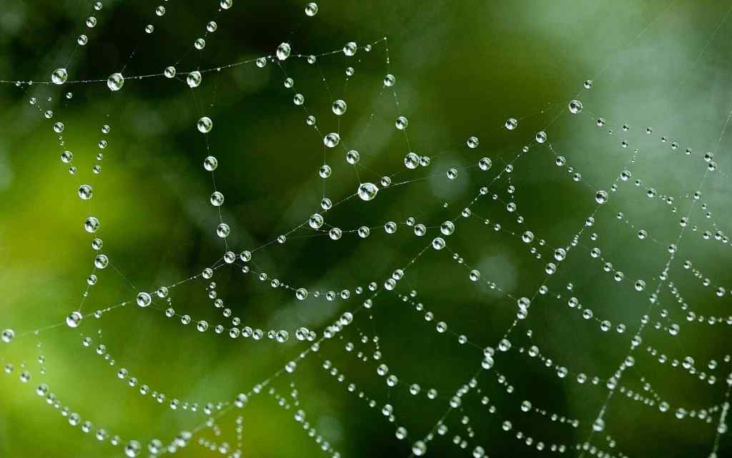 蜘蛛网与水珠设计图片桌面壁纸