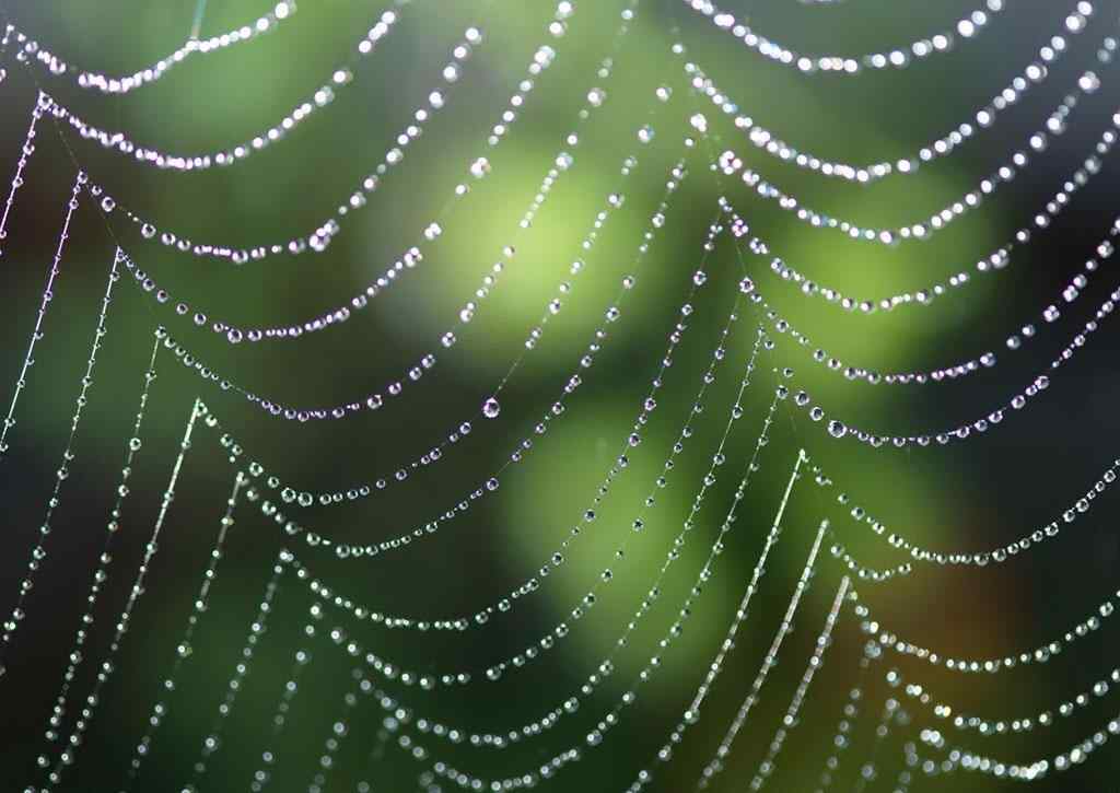 蜘蛛网与水珠图片桌面壁纸