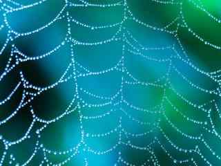 蜘蛛網與水珠唯美