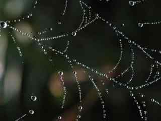 唯美的蜘蛛網與水