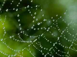 蜘蛛網與水珠設計