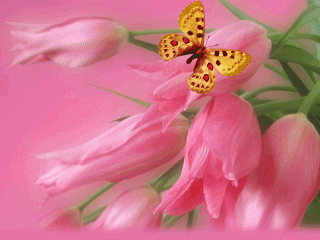 小清新花朵与蝴蝶