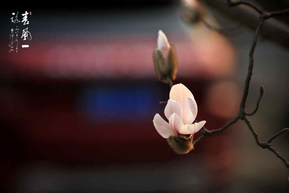 春分节气—春日里的粉色花朵桌面壁纸