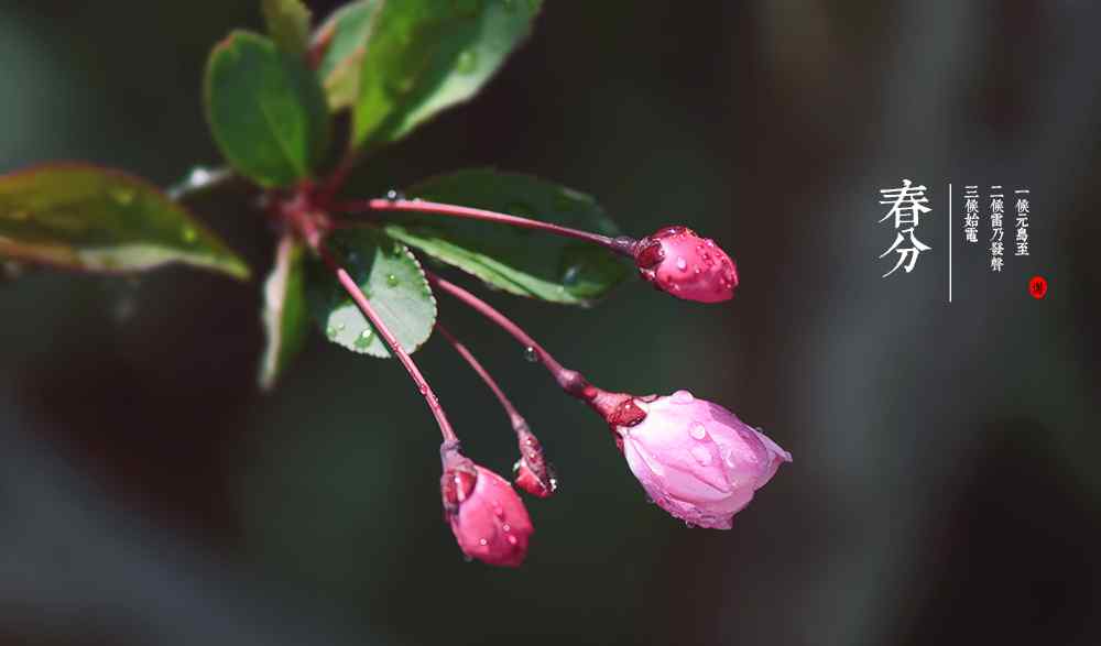 春分节气—沾满水珠的花朵桌面壁纸