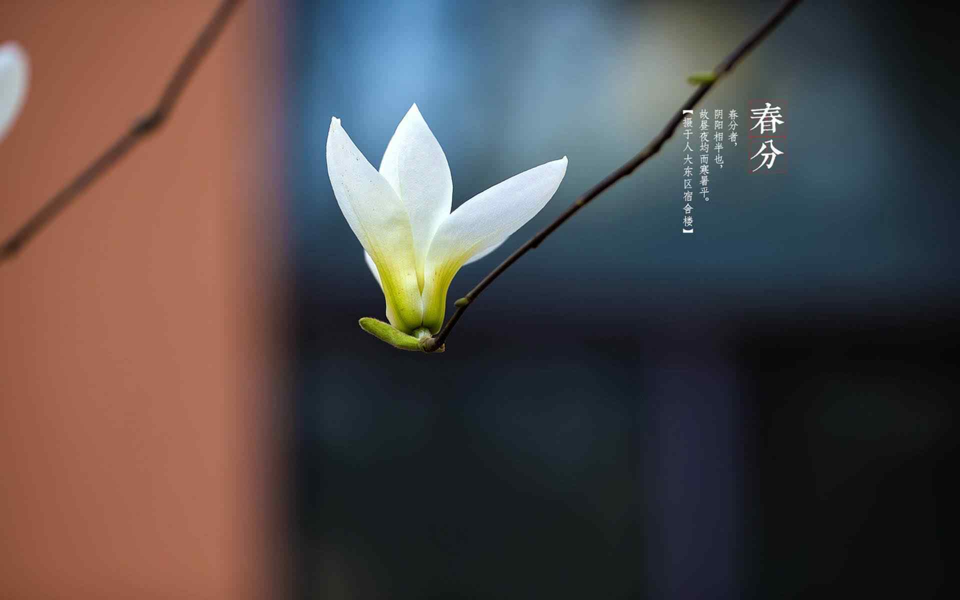 春分节气—枝头上盛开的玉兰花桌面壁纸
