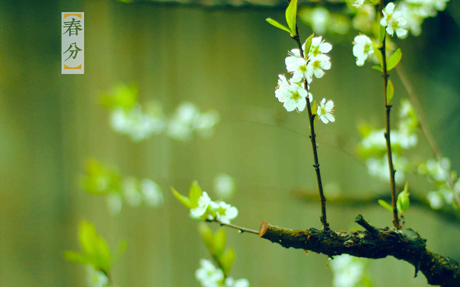 春分节气—新枝吐绿芽桌面壁纸