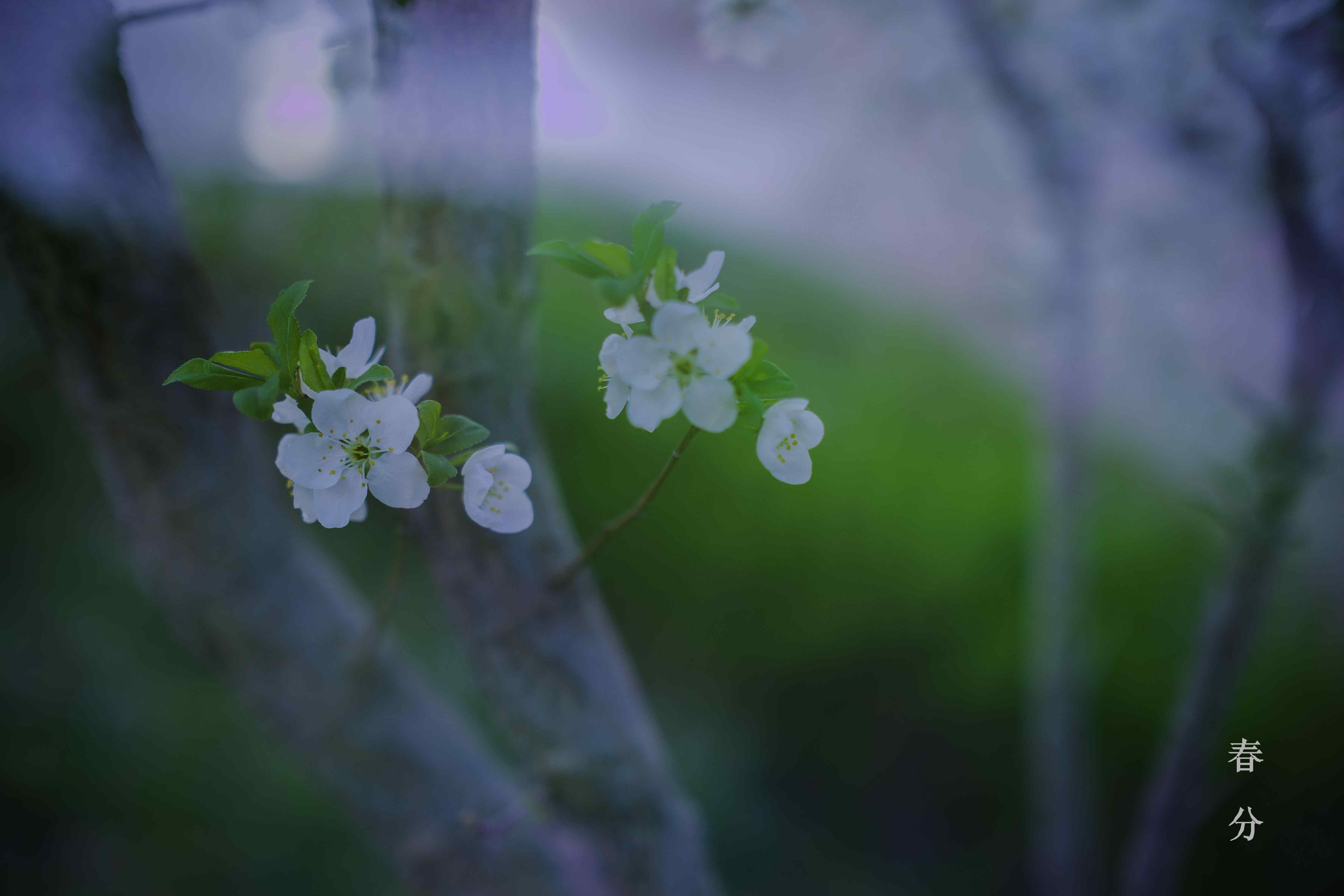 春分节气—春日盛开的小花朵桌面壁纸