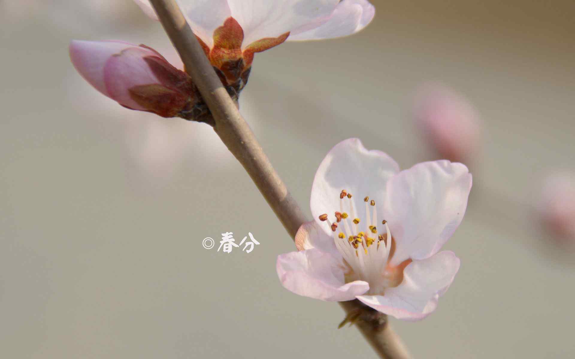 春分节气—春日盛开的桃花桌面壁纸